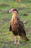 Crested Caracaraborder=
